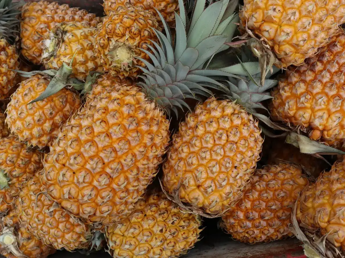 Tumpukan nanas segar sebagai bahan baku cuka nanas